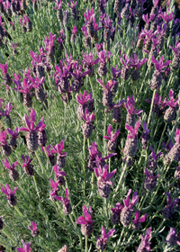 Lavandula stoechas 'Anne's Purple'